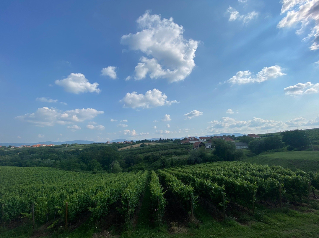 Winery Aleksandrovic-Topola必去景点