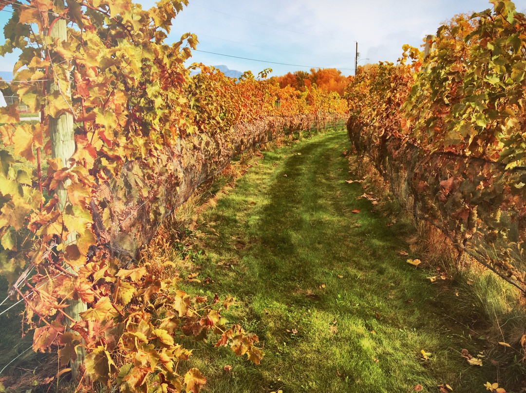 Sperling Vineyards-基洛纳必去景点