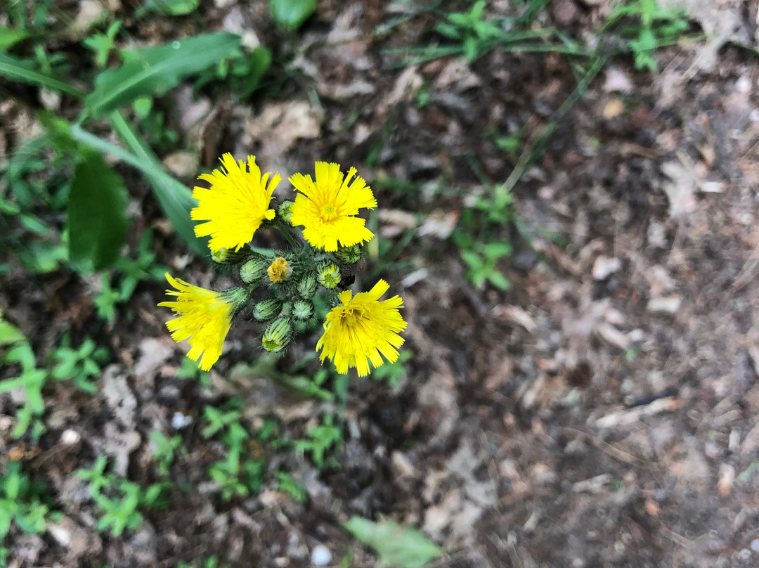 Council Grounds State Park-Merrill必去景点