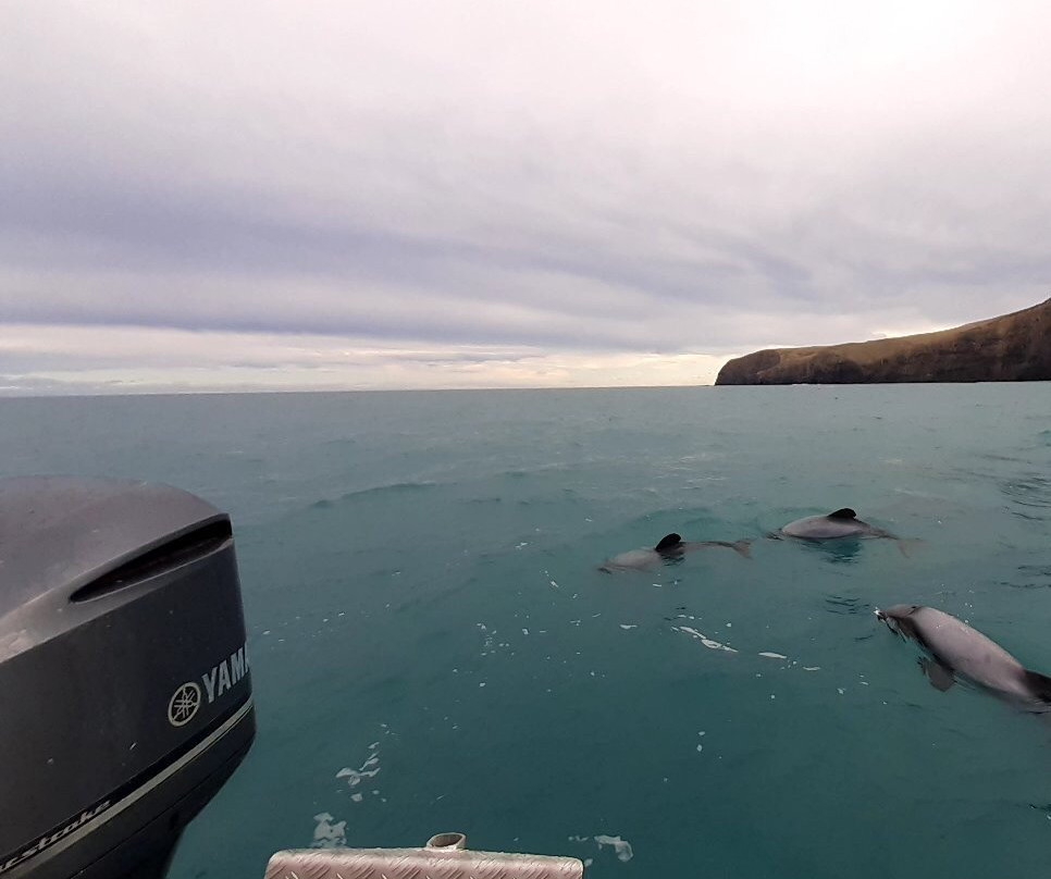 Southern Wanderer Scenic Cruises-阿卡罗阿必去景点