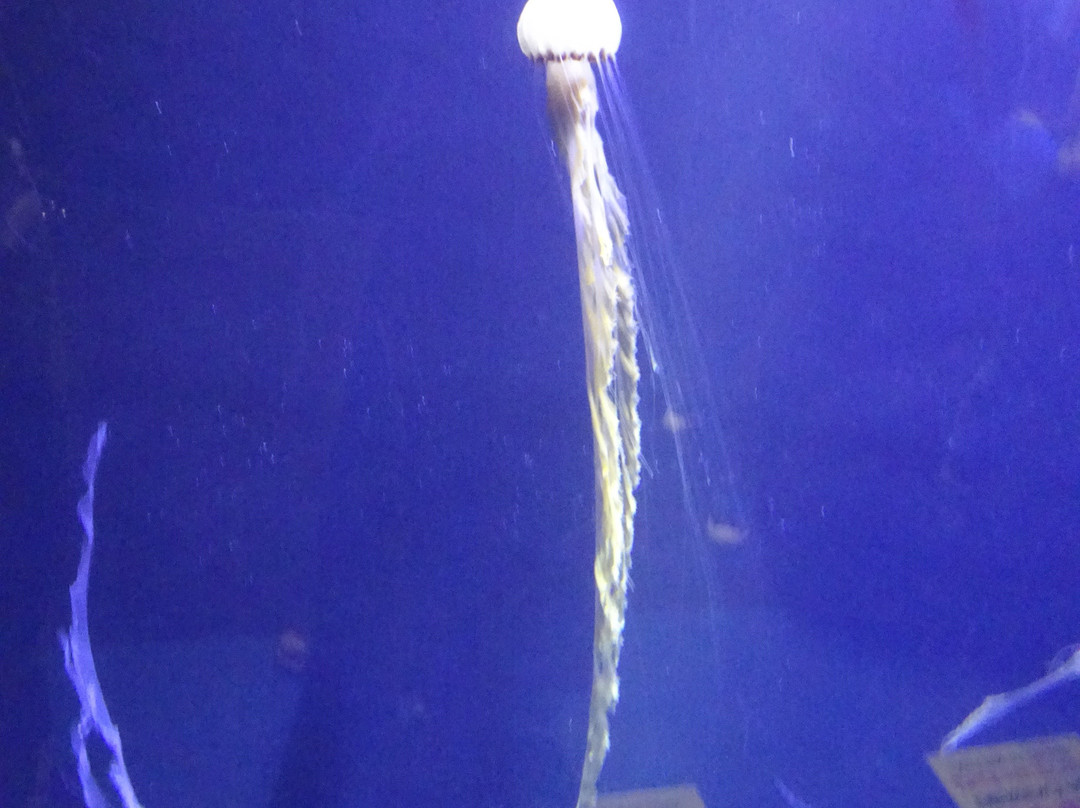 Tsuruoka City Kamo Aquarium景点图片