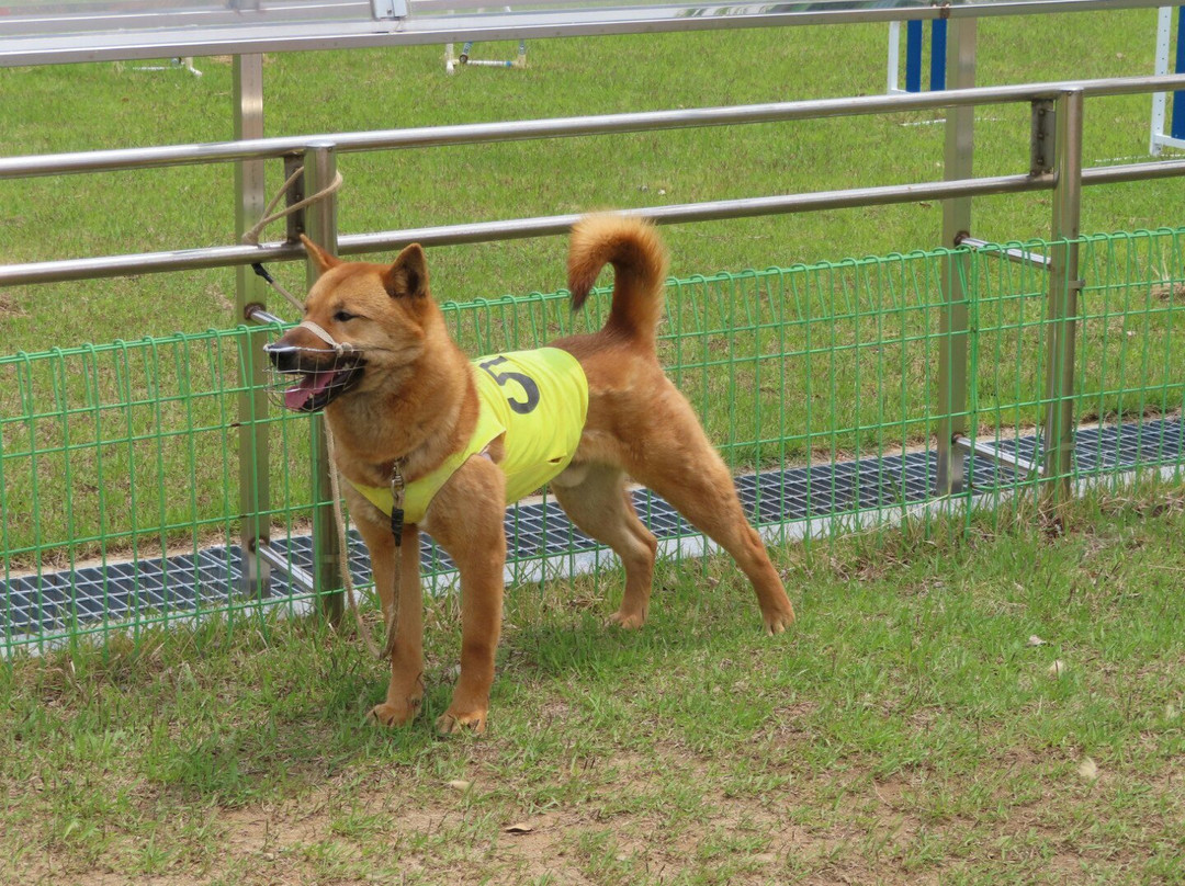 Jindo Dog Theme Park-珍岛郡必去景点