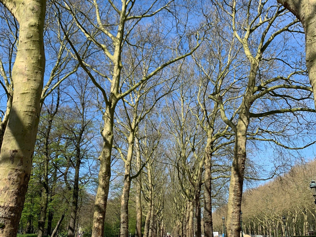 Parc Elisabeth-布鲁塞尔必去景点