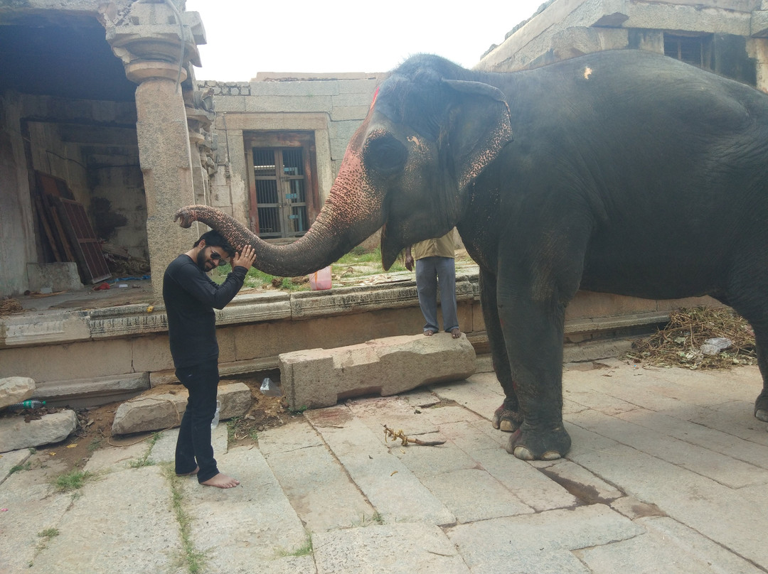 Lakshmi the Elephant景点图片