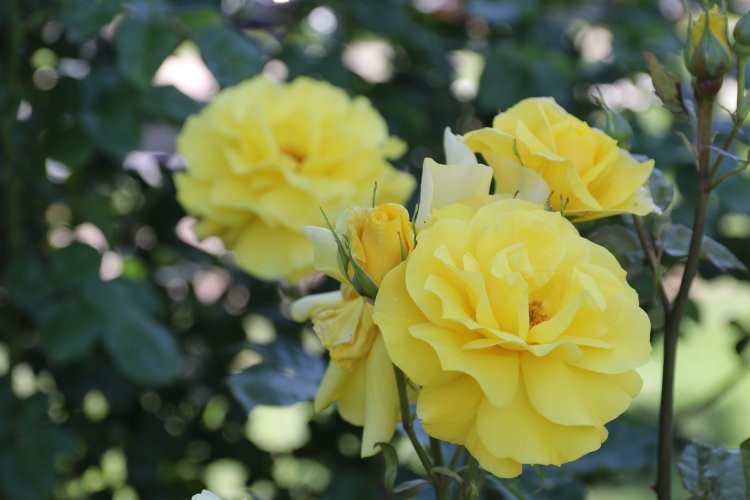 McKinley Park-沙加缅度必去景点