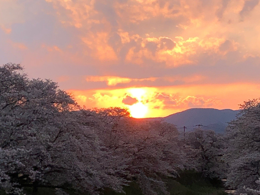 Fujitagawa Fureai Zakura-郡山市必去景点