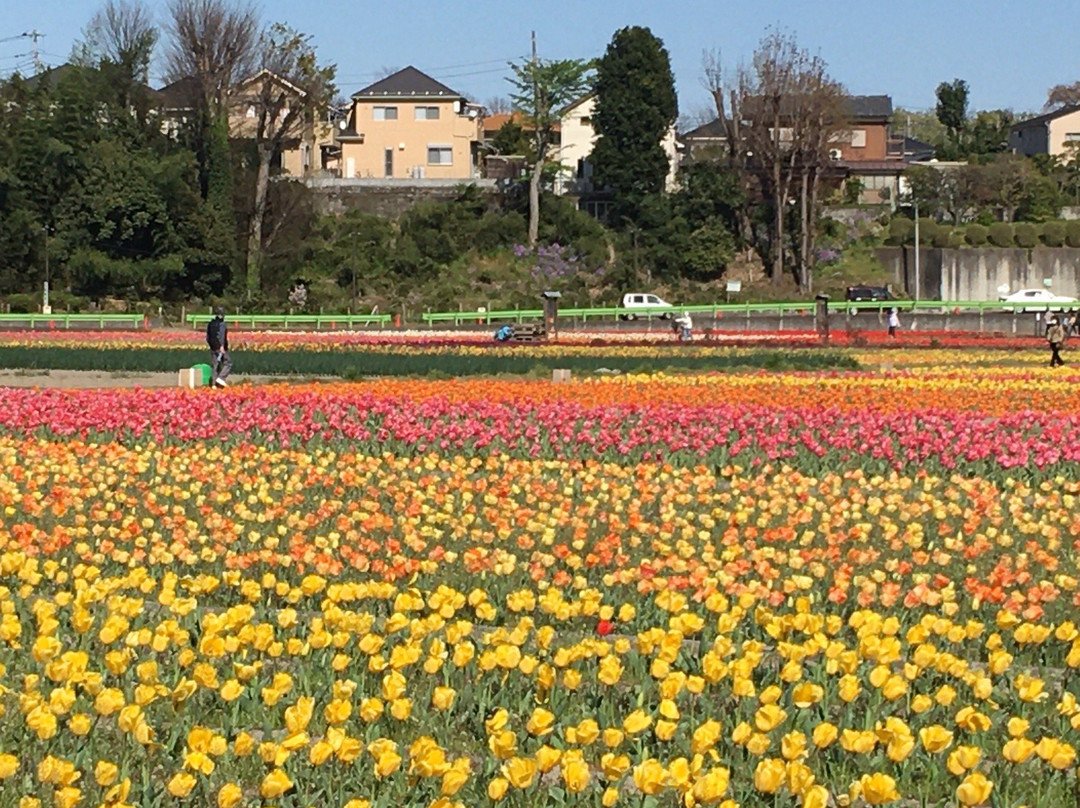 Negaramimae Paddy-羽村市必去景点