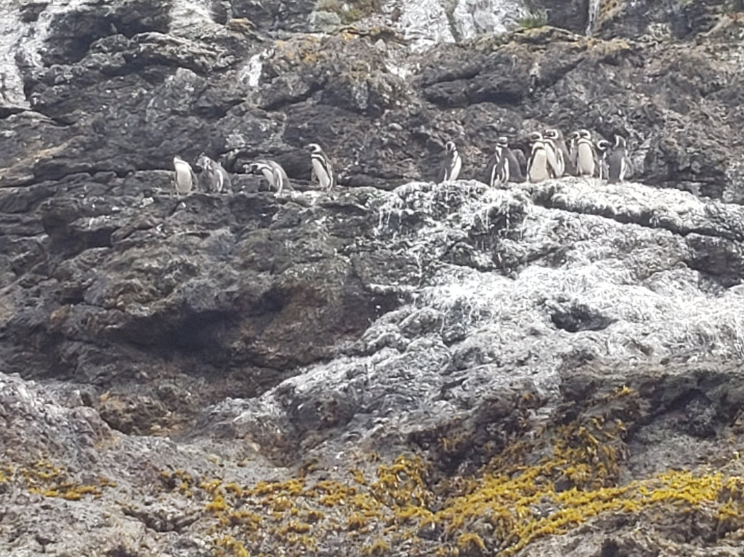 Pinguineras-Ancud必去景点