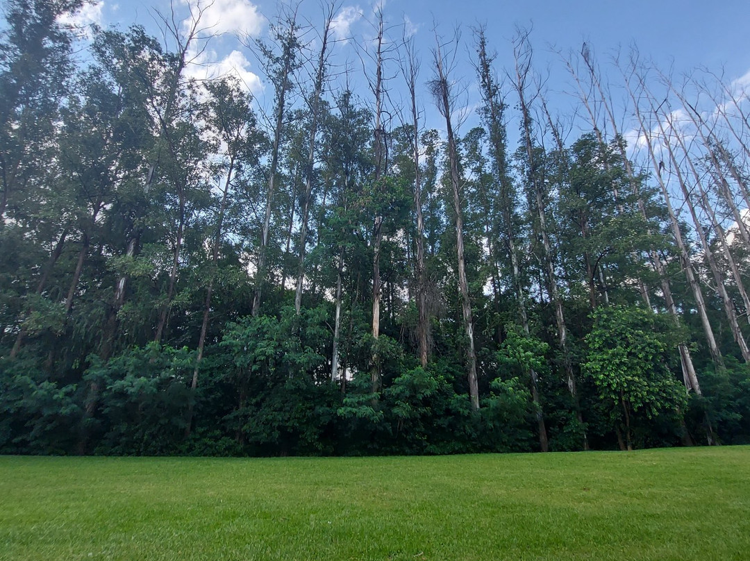 Parque Zeca Malavazzi景点图片