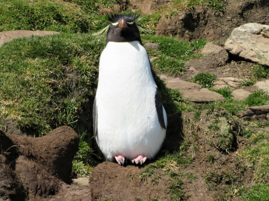 Saunders Island景点图片