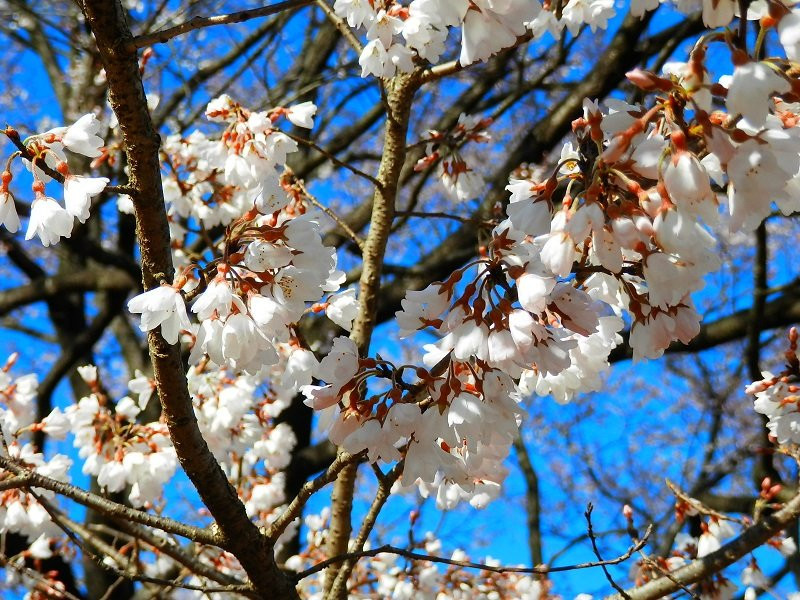 Tenpyo no oka Park-下野市必去景点