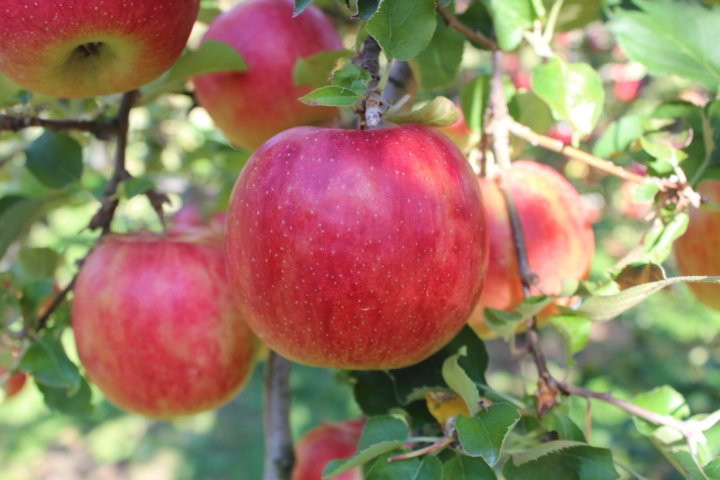 Tamura Apple Farm-沼田市必去景点
