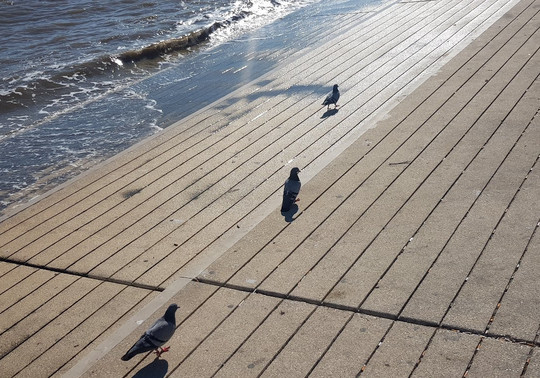 She Changes (The Anemone)-波尔图必去景点