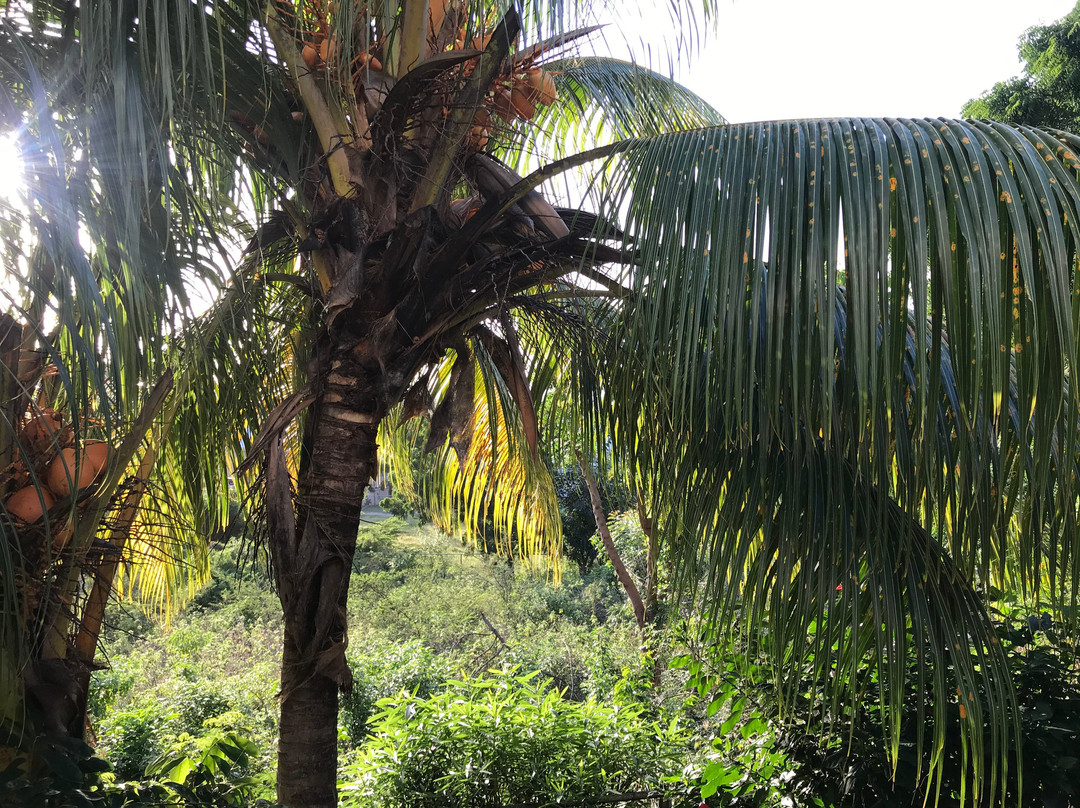 Five Senses Antigua主图