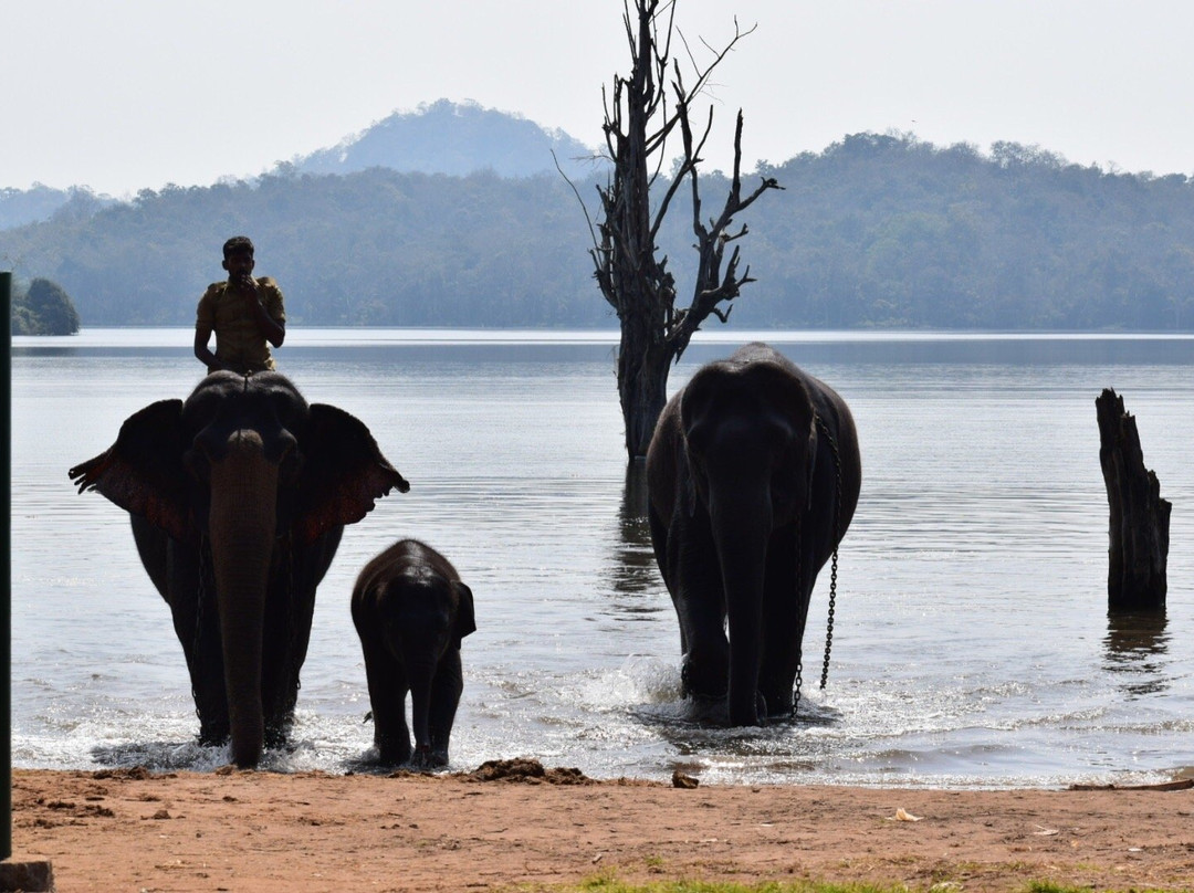 Sakrebailu Elephant Camp景点图片