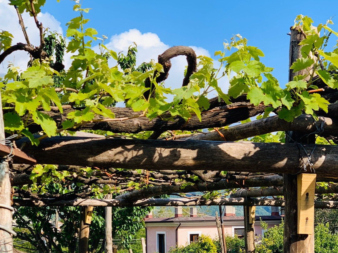 Basileo Wine and Vineyard景点图片