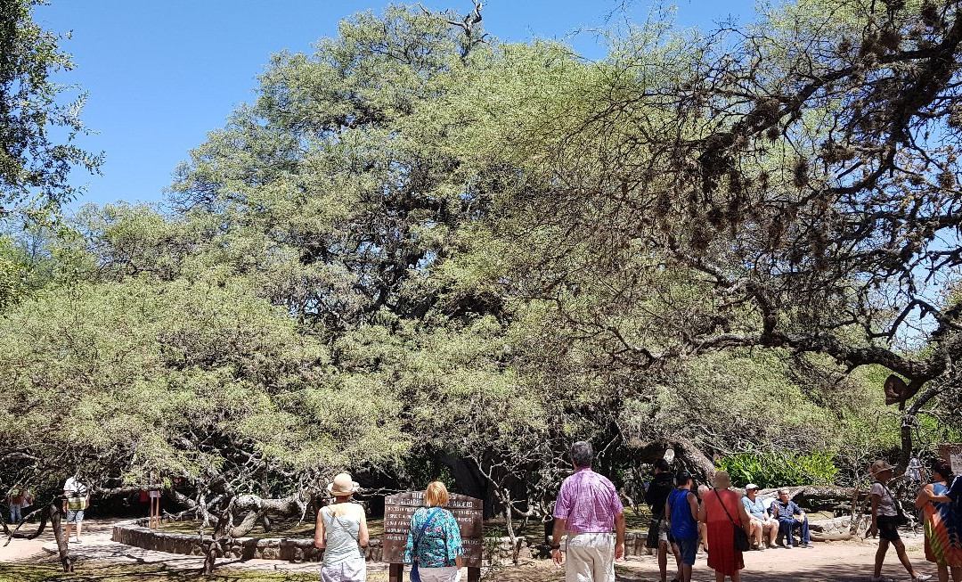 Algarrobo de los Aguero (Algarrobo Abuelo)景点图片