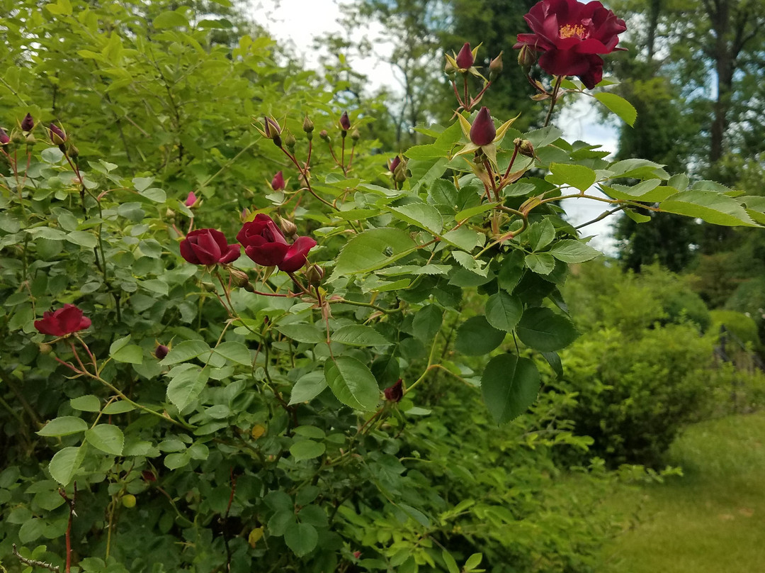 The Castle Bed and Breakfast主图