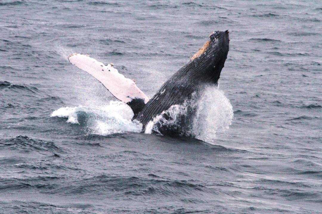 科提兹海-下加利福尼亚州必去景点
