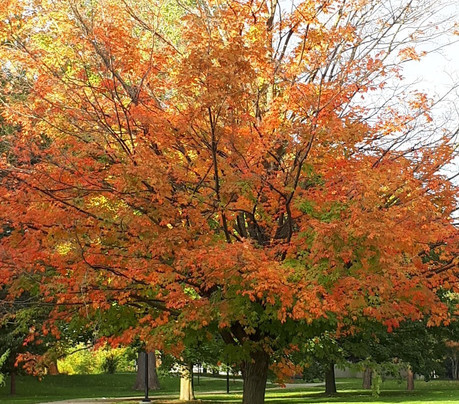 Ivey Park-伦敦必去景点