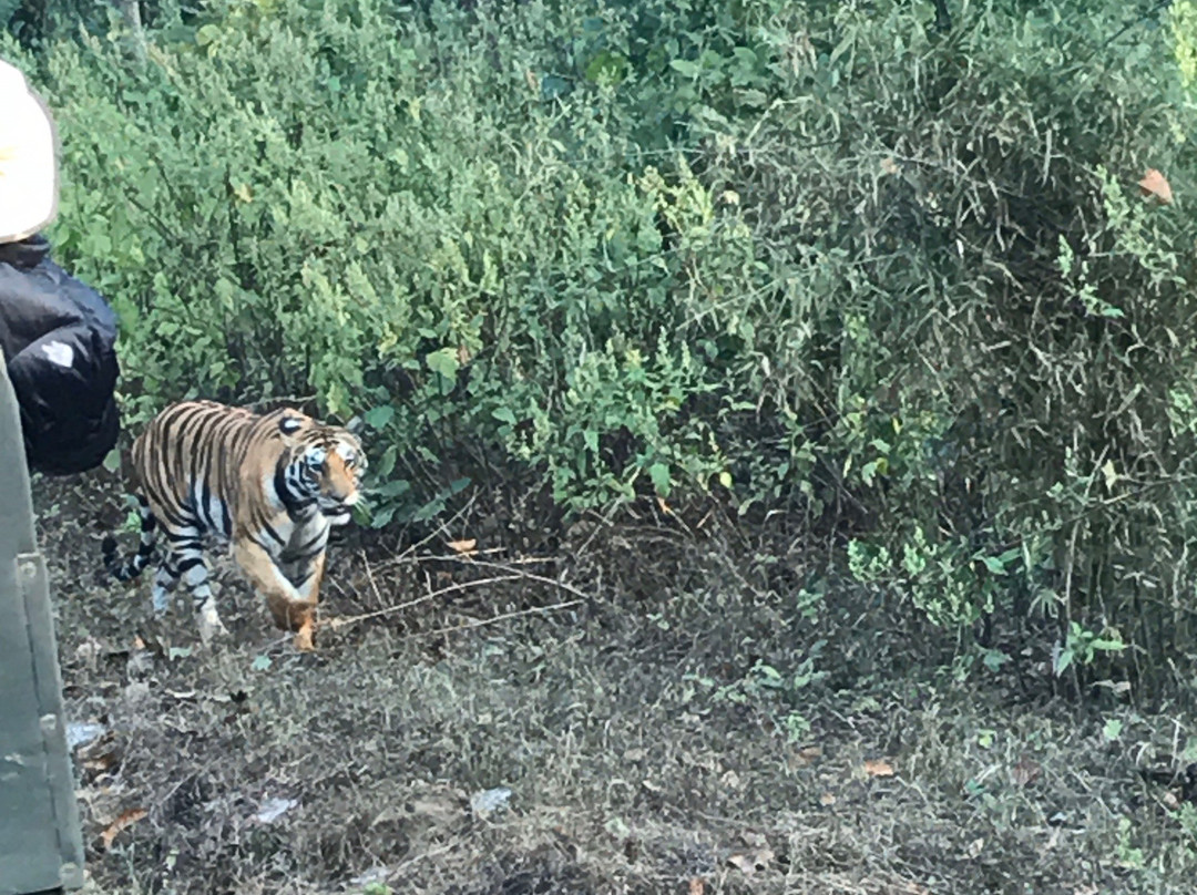 Kanha Tiger Reserve景点图片