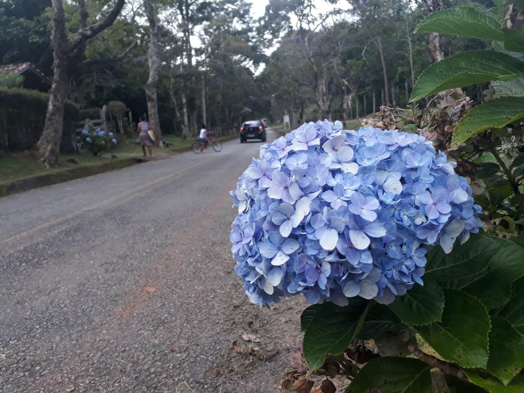 Floresta Nacional de Passa Quatro-Passa Quatro必去景点