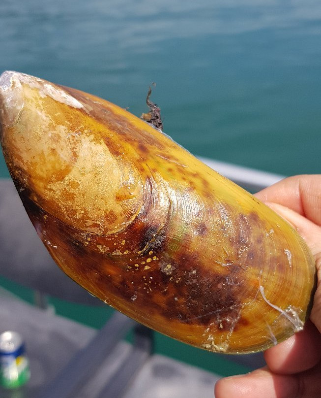 Greenshell Mussel Cruise景点图片