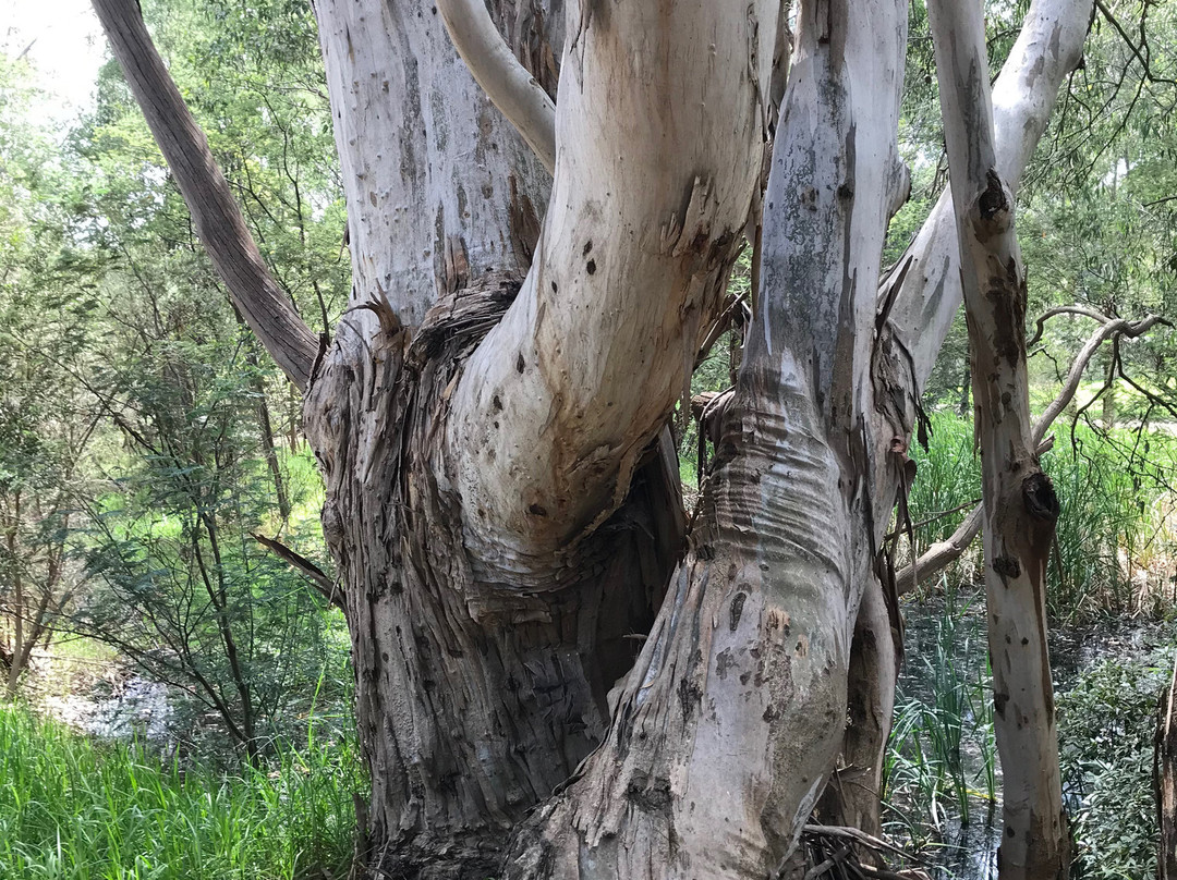 Macalister Wetland Reserve-Maffra必去景点