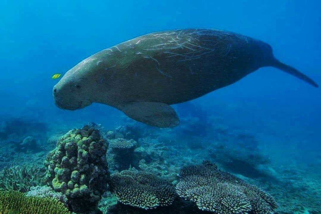 Reefers景点图片