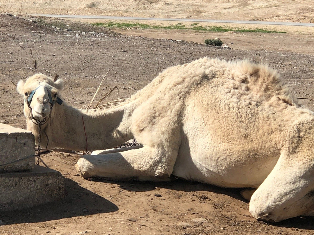 Nabi Musa-Jericho必去景点