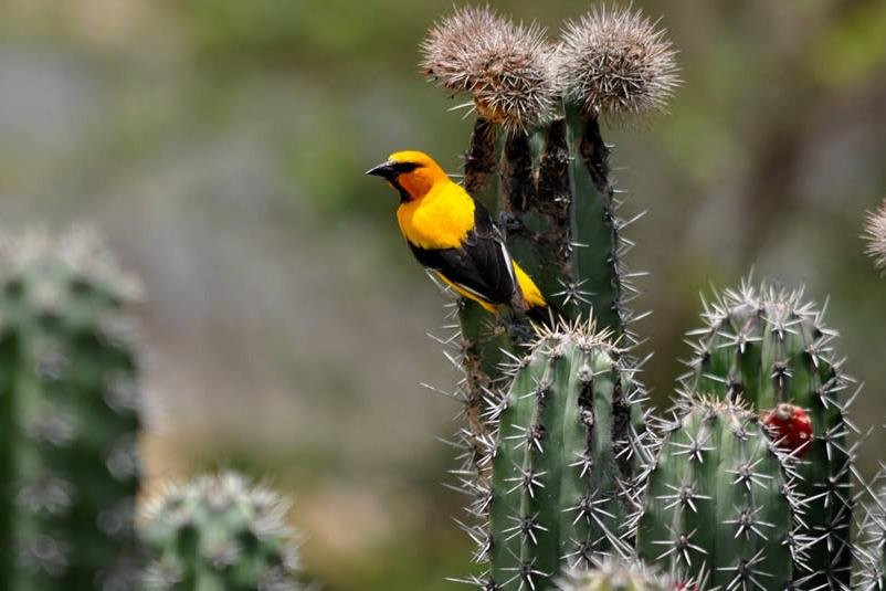 Grupo de Intérpretes Ambientales Wayuu Apushi Ipuana-Camarones必去景点
