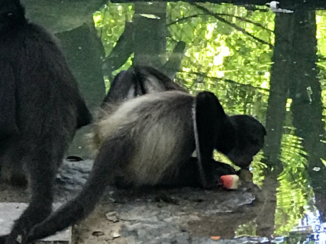 Zoologico Payo Obispo-切图马尔必去景点
