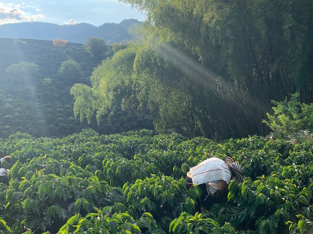 Hotel Finca del Cafe主图