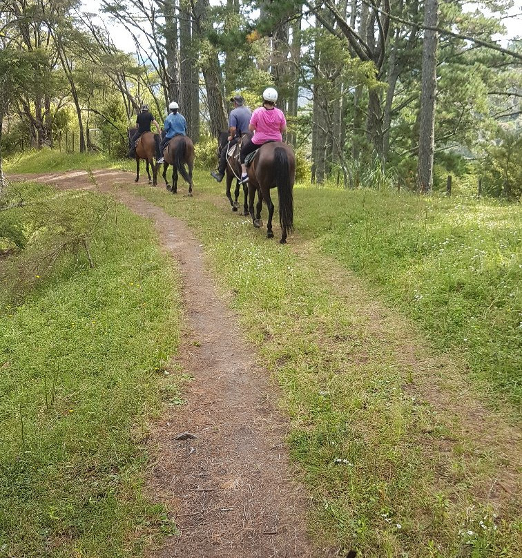Nikau Valley Horse Treks景点图片