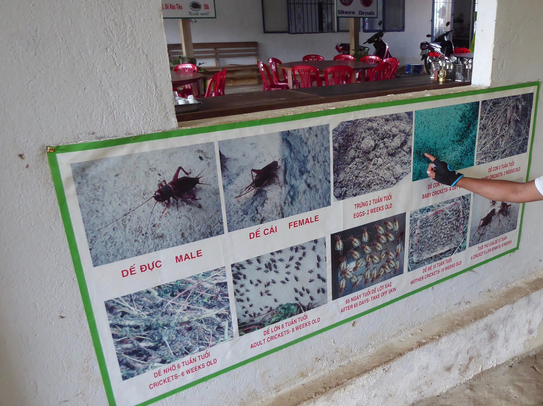 Thien An Cricket Farm-Lam Dong必去景点