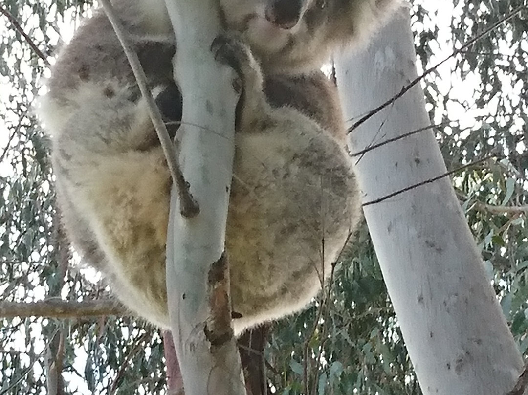 Great Ocean Road Trips - Day Tours-季隆必去景点