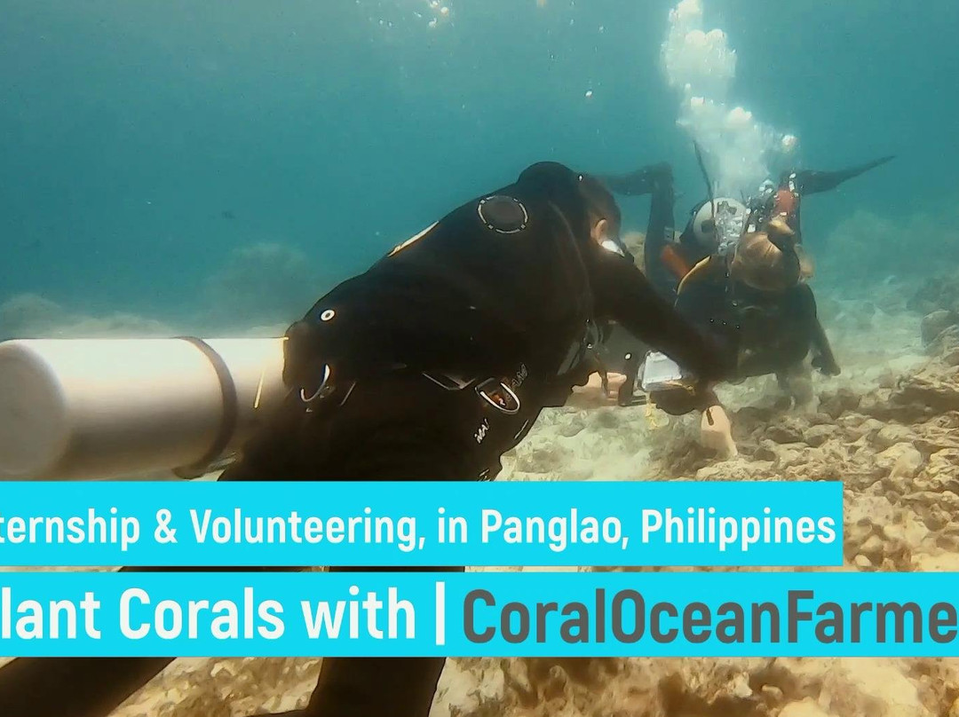 Coral Ocean Farmers internship / volunteering-Panglao必去景点