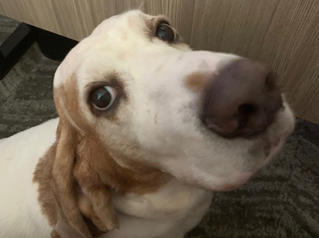 Springhill Suites Tampa Suncoast Parkway主图