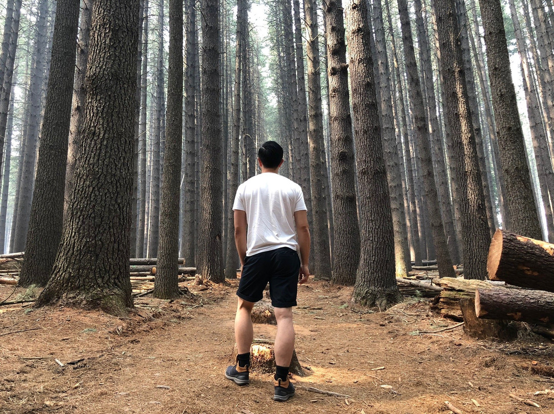 Sugar Pine Walk景点图片