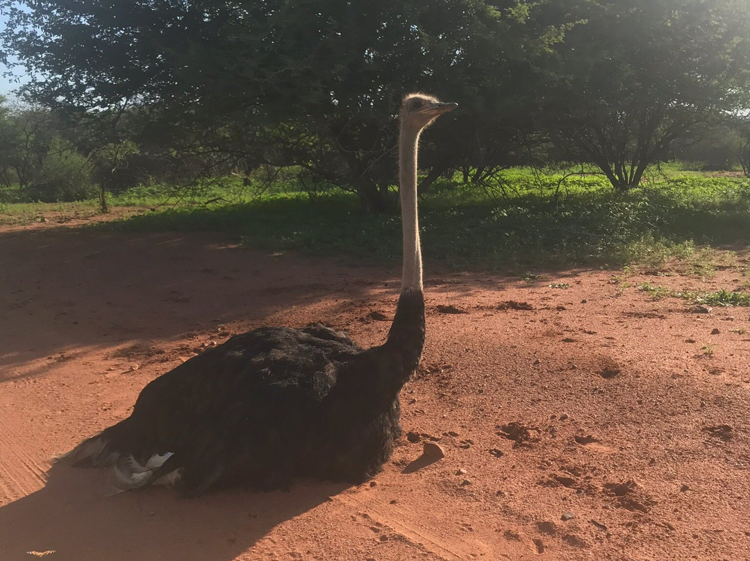 Gaborone Game Reserve-嘉伯隆里必去景点