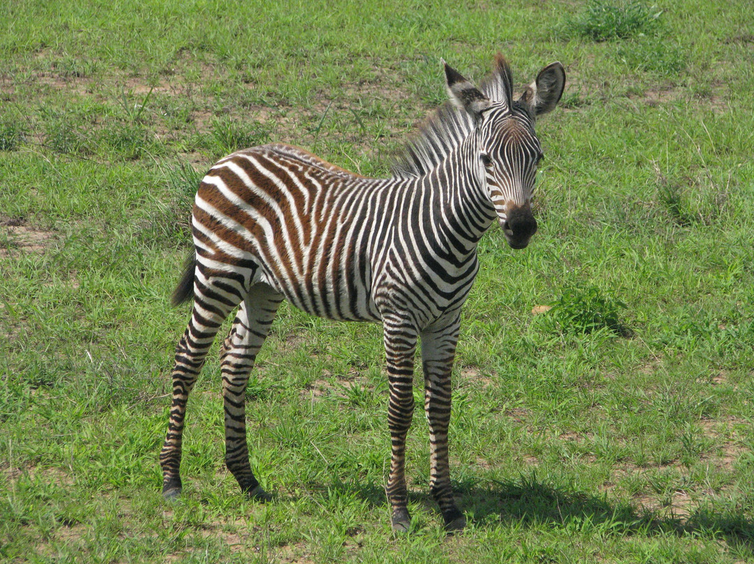Otto Safari Guide Tanzania景点图片