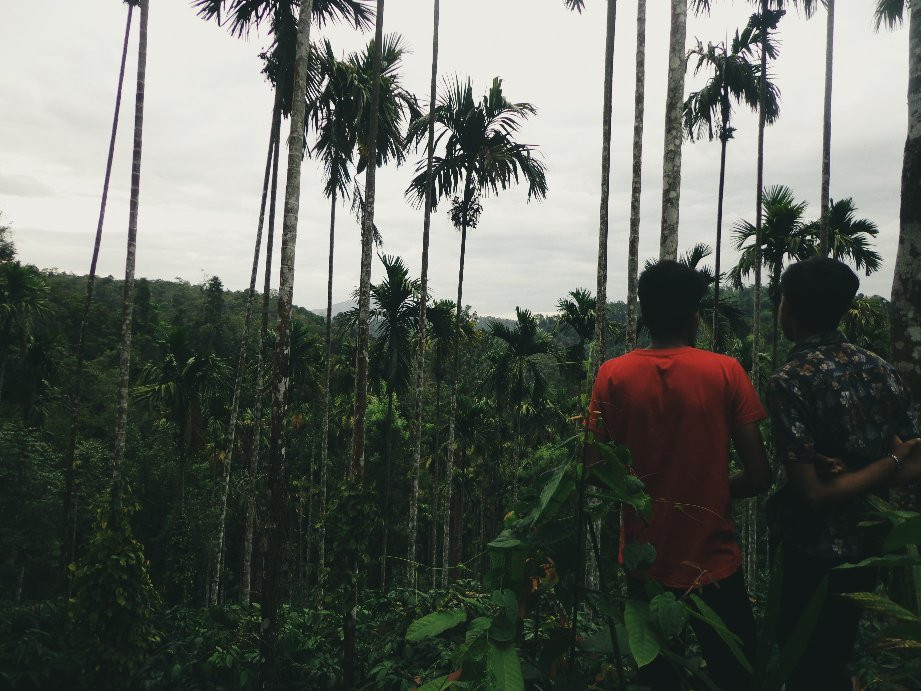 Tropical Escapade