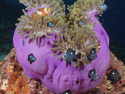 Big Blue Diving Khao Lak-拉克山必去景点