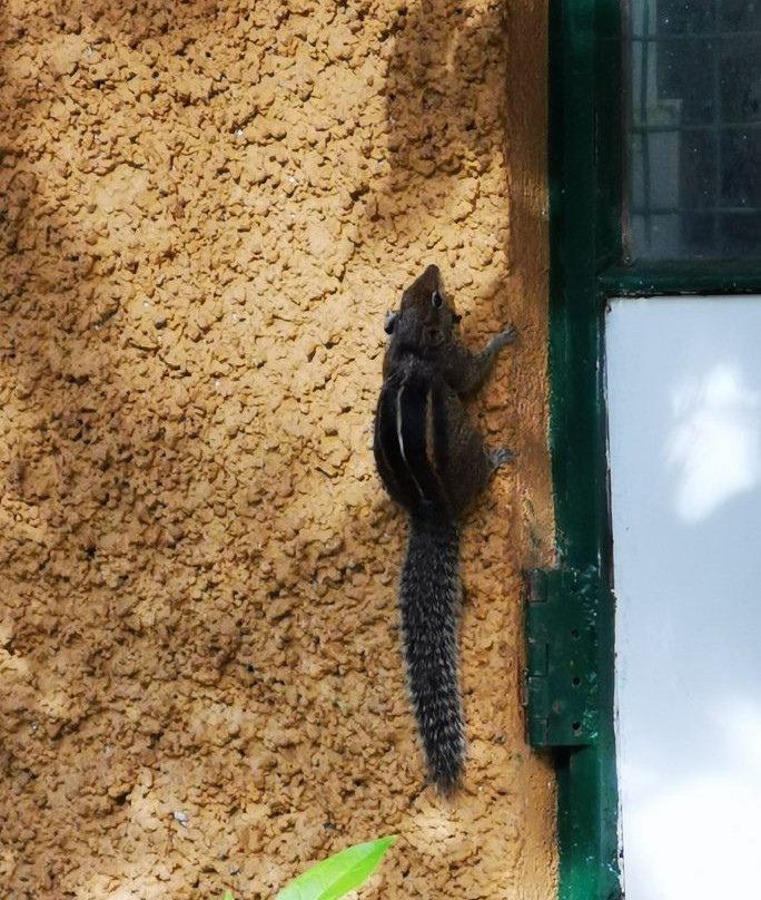 Le Leopard D' Argent主图