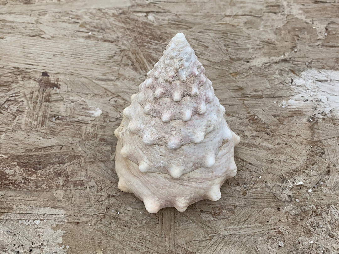 DJIB TOUR & TRAVEL-Tadjoura必去景点