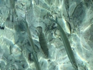 法伊法伊海滩-杜梦湾必去景点