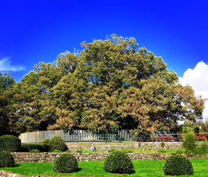 Hundred Horse Chestnut景点图片
