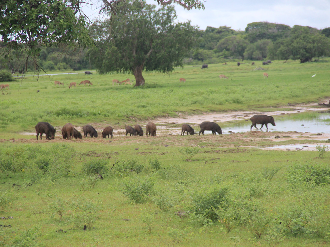 Yala Safari景点图片
