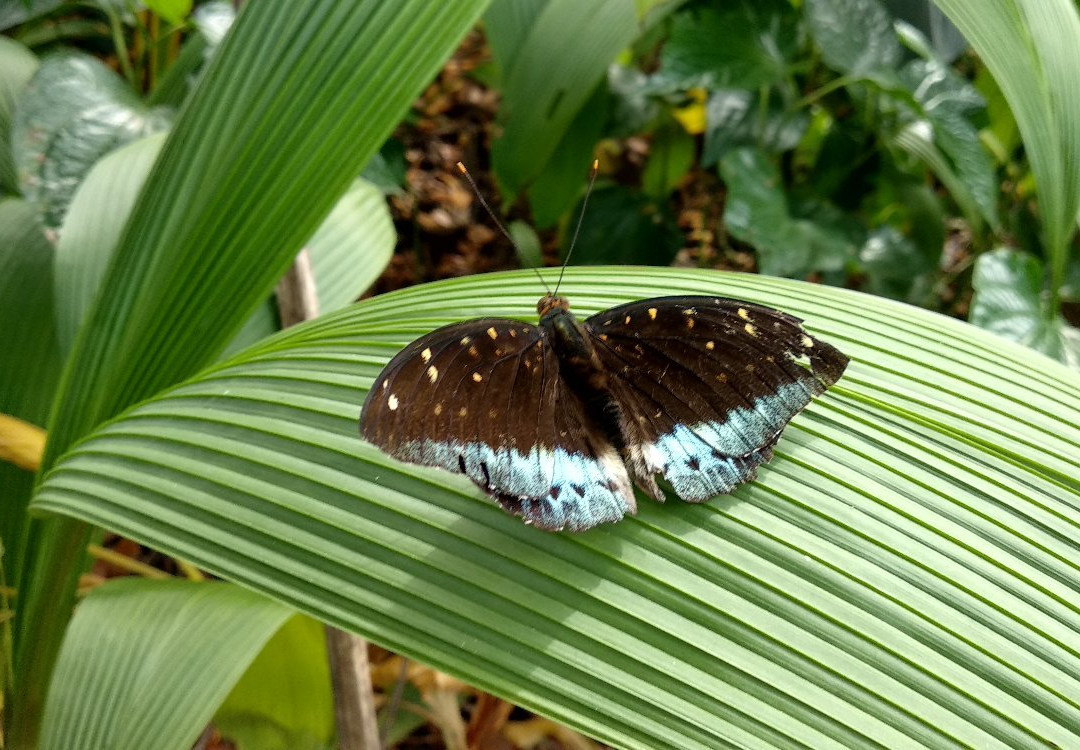 Pha Tad Ke Botanical Garden景点图片