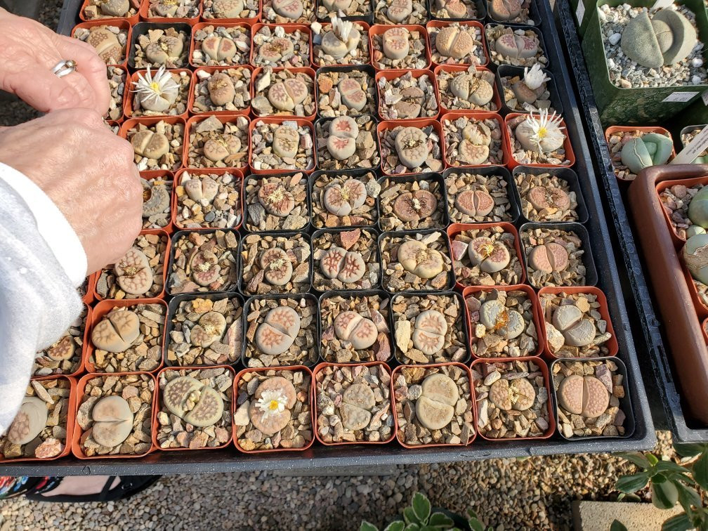 B & B Cactus Farm-图森必去景点